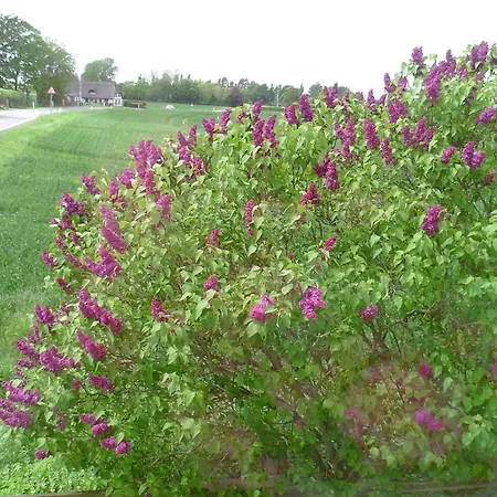 Vendégház Svalegaarden *